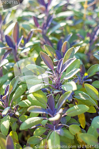 Image of sage, Salvia officinalis