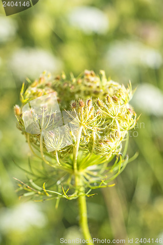 Image of wild carrot bloom