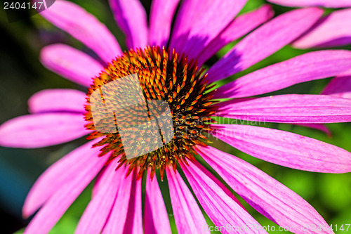 Image of coneflower, Echinacea purpurea