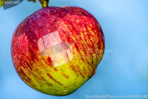 Image of apple at a tree