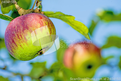 Image of apple at a tree
