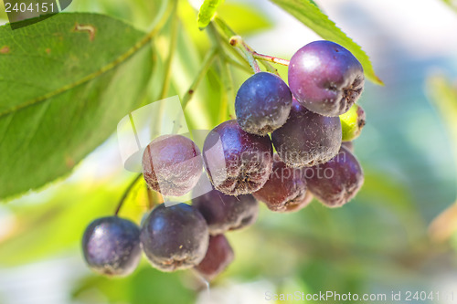 Image of Black choke berry