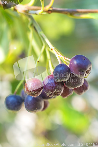 Image of Black choke berry