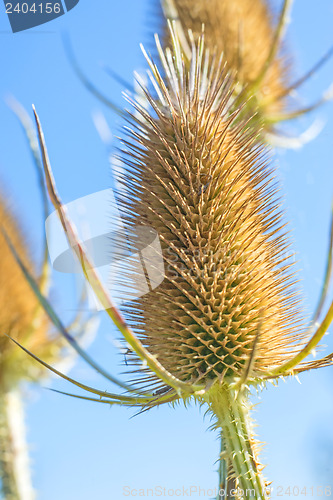 Image of blooming teasel 