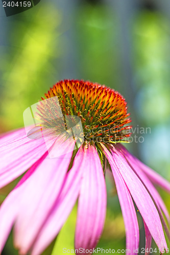 Image of coneflower, Echinacea purpurea