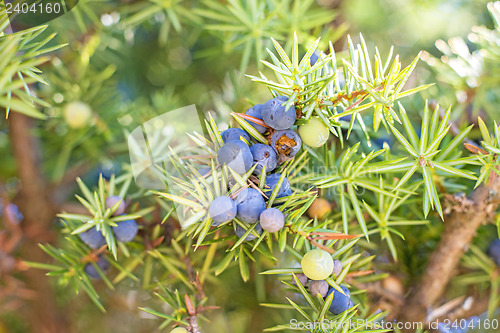 Image of juniper berries