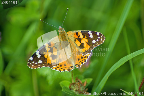 Image of painted lady,  Cynthia cardui