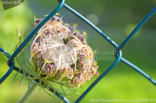 Image of wild carrot