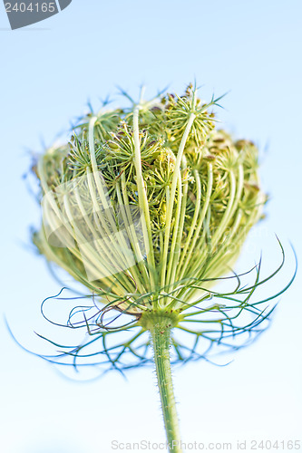 Image of wild carrot bloom