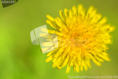 Image of dandelion
