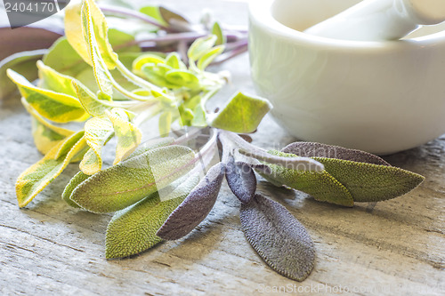 Image of sage, Salvia officinalis