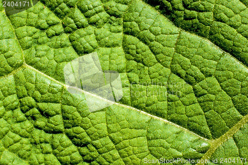 Image of closeup of a burdock leaf 