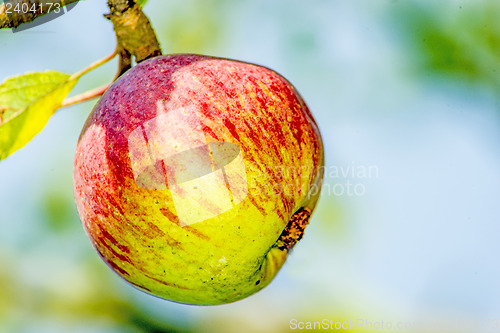 Image of apple at a tree