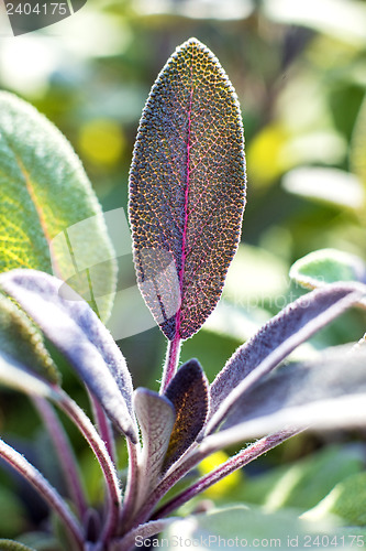 Image of sage, Salvia officinalis