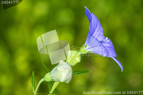 Image of Platycodon grandiflorus, Chinese bellflower, medicine plant