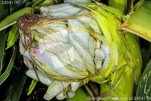 Image of Corn smut, Ustilago maydis