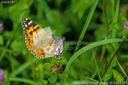 Image of painted lady,  Cynthia cardui