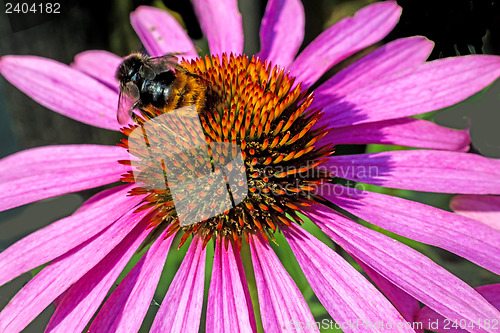 Image of coneflower, Echinacea purpurea