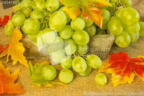 Image of grapes