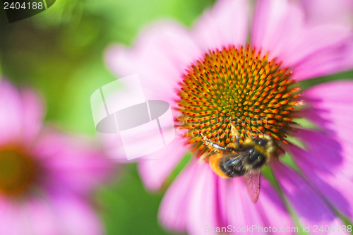 Image of coneflower, Echinacea purpurea