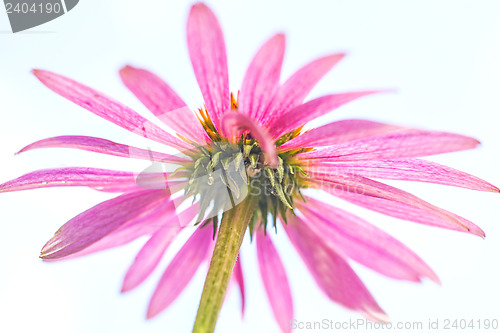 Image of coneflower, Echinacea purpurea