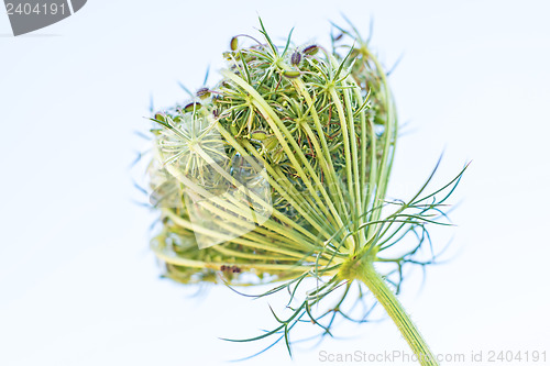 Image of wild carrot bloom