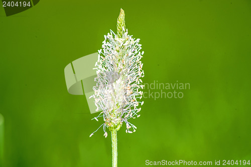 Image of buckhorn plantain