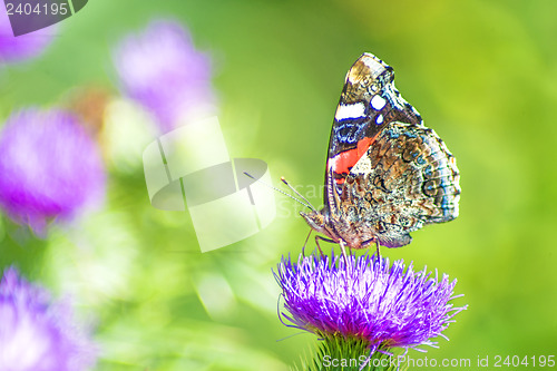 Image of Red admiral, Vanessa atalanta