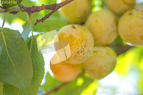 Image of Mirabelles at a tree