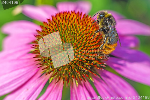 Image of coneflower, Echinacea purpurea