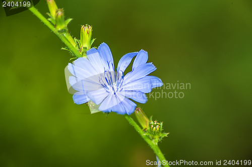 Image of Medicinal plant chicory