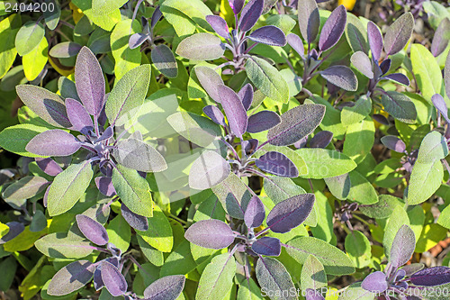 Image of sage, Salvia officinalis