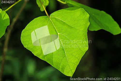 Image of chinese medicine tree Catalpa