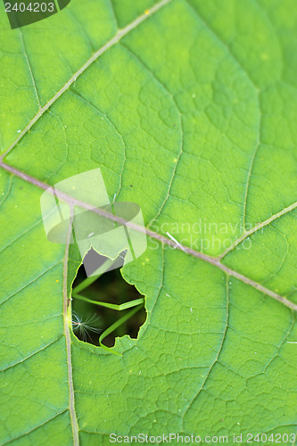 Image of closeup of a burdock leaf 