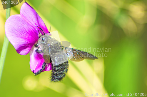 Image of Carpenter bee, Xylocopa violocea, on vetch