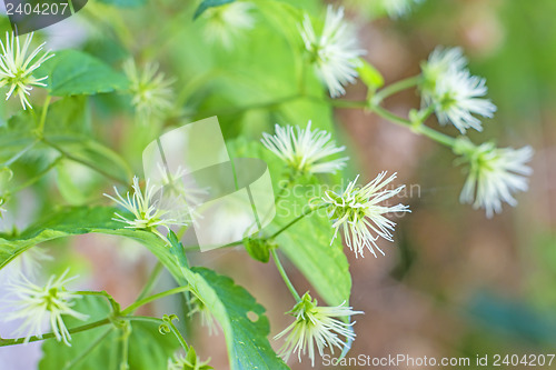 Image of hops blossom