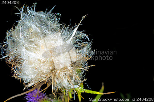 Image of  woolly thistle, Cirsium eriophorum