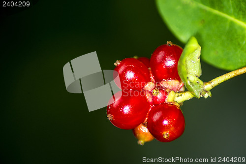 Image of Honeysuckle fruits