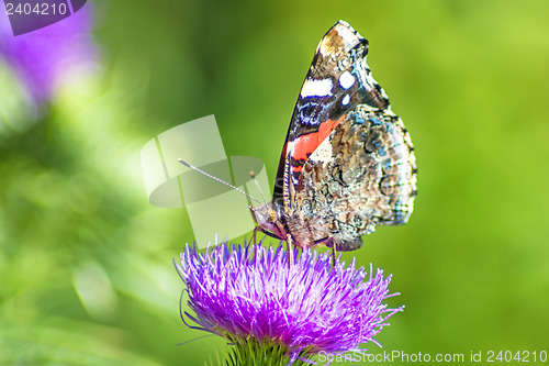 Image of Red admiral, Vanessa atalanta