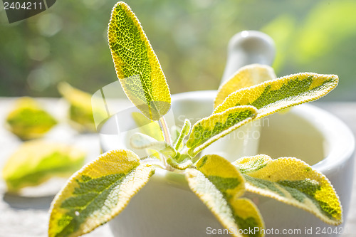 Image of sage, Salvia officinalis