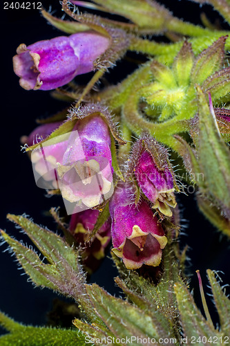 Image of comfrey