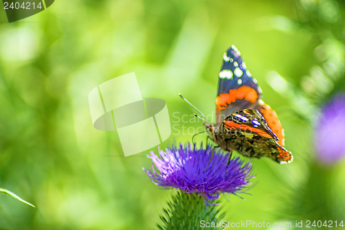 Image of Red admiral, Vanessa atalanta