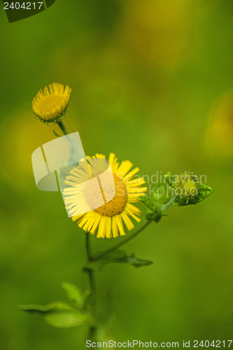 Image of Pulicaria dysenterica, common Fleabane