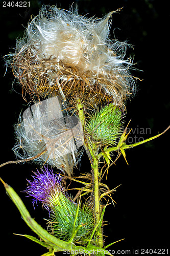 Image of  woolly thistle, Cirsium eriophorum