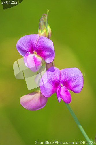 Image of vetch