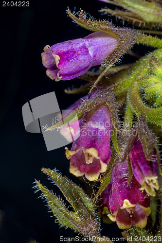 Image of comfrey