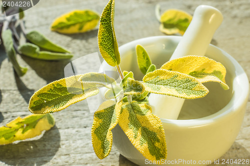 Image of sage, Salvia officinalis