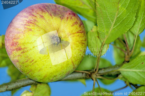 Image of apple at a tree