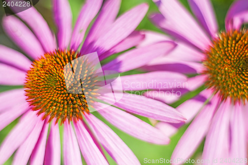 Image of coneflower, Echinacea purpurea