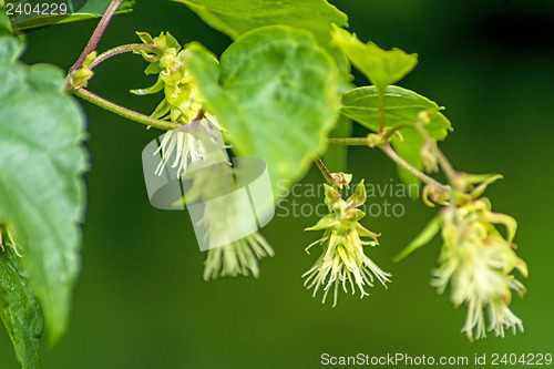 Image of hops blossom